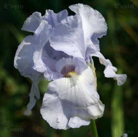 La fragilité d'un iris