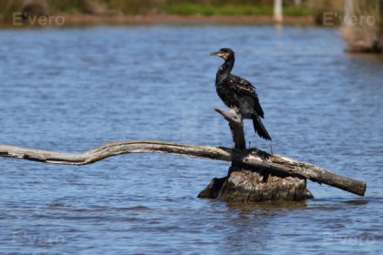 Grand cormoran - Adulte internuptial
