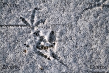 Traces d'oiseaux sur la neige