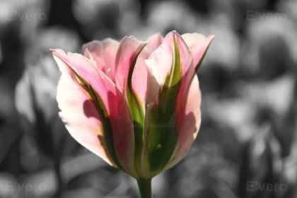 Tulipe bicolore sur fond en noir et blanc