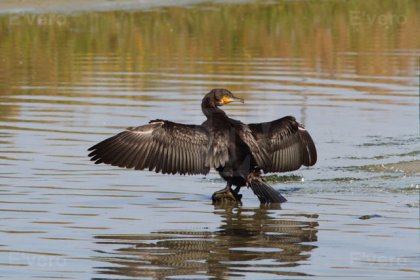 Grand cormoran - Se séchant les ailes